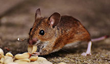 24 Hour & Emergency Exterminators in S Freeport, ME